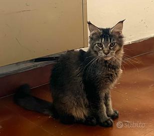 Maine Coon cuccioli