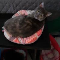 Frida e sibilla in adozione