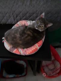 Frida e sibilla in adozione