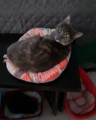 Frida e sibilla in adozione