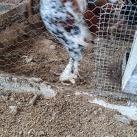 Pulcini nana calzata millefiori