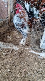 Pulcini nana calzata millefiori