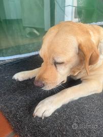 LABRADOR 450 4t