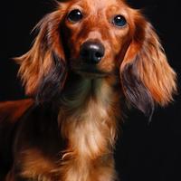 Bassotti cuccioli PELO LUNGO