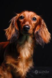 Bassotti cuccioli PELO LUNGO