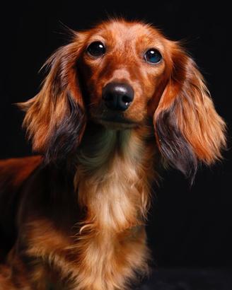 Bassotti cuccioli PELO LUNGO