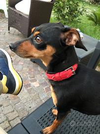 Graziosa pinscer di 3 anni
