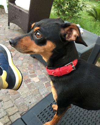 Graziosa pinscer di 3 anni