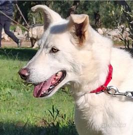 Oscar, dolce e timido aspetta la sua famiglia