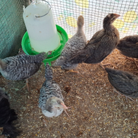 Coppia pulcinotti di gallina Legbar