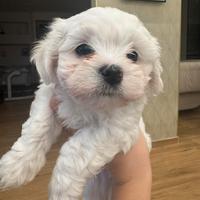 Maltese cucciolo
