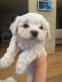 Maltese cucciolo