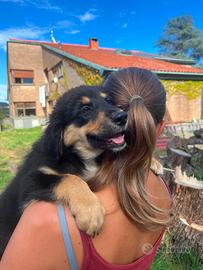 Cuccioli di pastore australiano