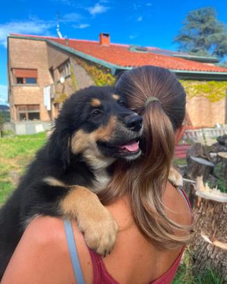 Cuccioli di pastore australiano