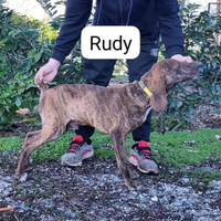 Segugio maremmano fortissimi sul cinghiale