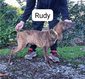 Segugio maremmano fortissimi sul cinghiale