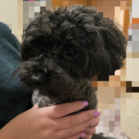 Cagnolina di maltipoo