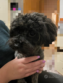 Cagnolina di maltipoo