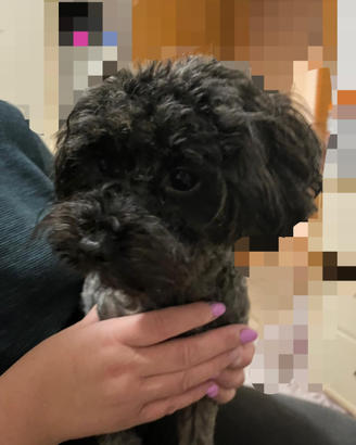 Cagnolina di maltipoo