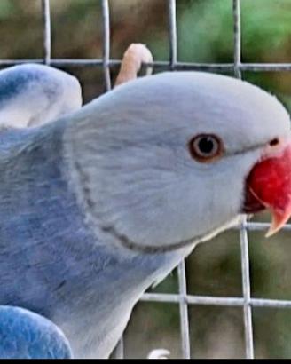 Parrocchetti dal collare cleartail opalino