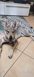 Cucciolo Cane Lupo Cecoslovacco Depigree ENCI Test