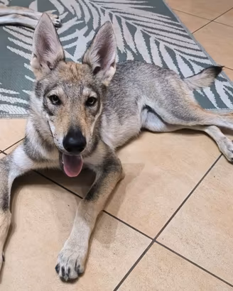 Cucciolo Cane Lupo Cecoslovacco Depigree ENCI Test