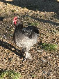 Gallo