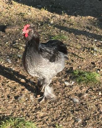 Gallo