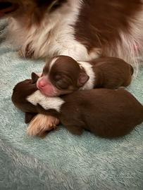 Cuccioli di chihuahua