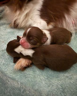 Cuccioli di chihuahua