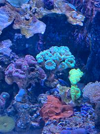 Acquario marino coralli