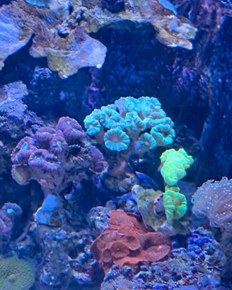 Acquario marino coralli