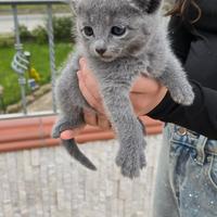 Cucciolo blu di russia con pedegree