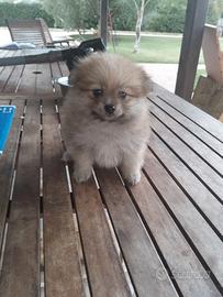 Spitz Pomerania