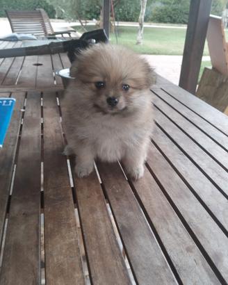 Spitz Pomerania