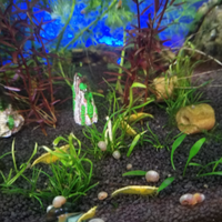 Neocaridina davidi yellow