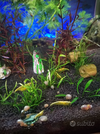 Neocaridina davidi yellow