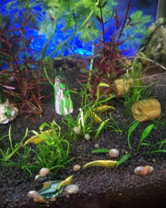 Neocaridina davidi yellow
