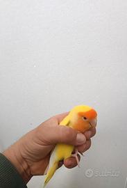 Inseparabile allevato allo stecco