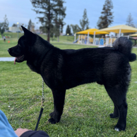 Akita Americano Nero