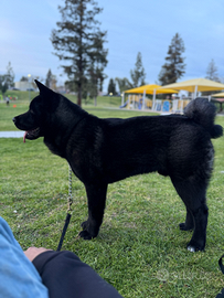 Akita Americano Nero