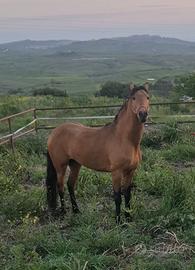 Cavallo andaluso baskin