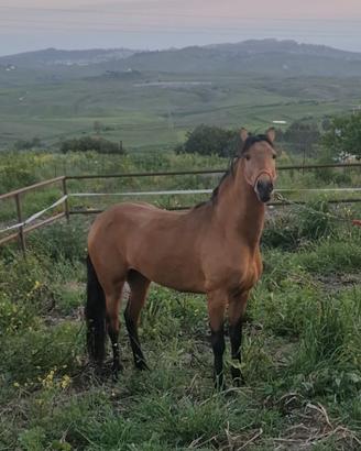 Cavallo andaluso baskin