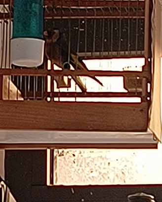 Cardellino
