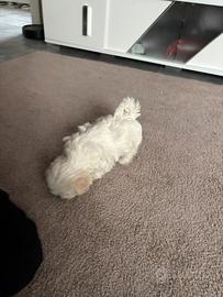 Cucciola maltipoo