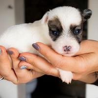 Cuccioli jack russell terrier