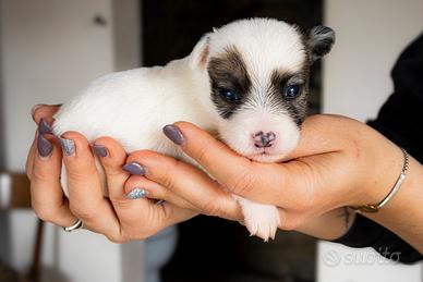 Cuccioli jack russell terrier