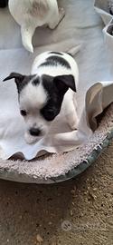 Cuccioli taglia piccola