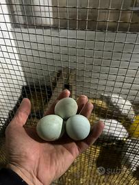 Galline ornamentali
