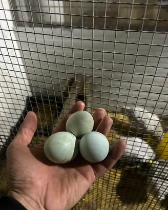 Galline ornamentali